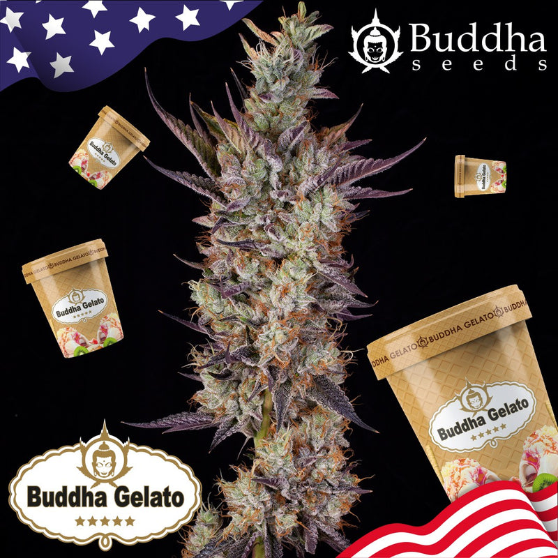 GELATO USA 3+1 - BUDDHA SEEDS-6