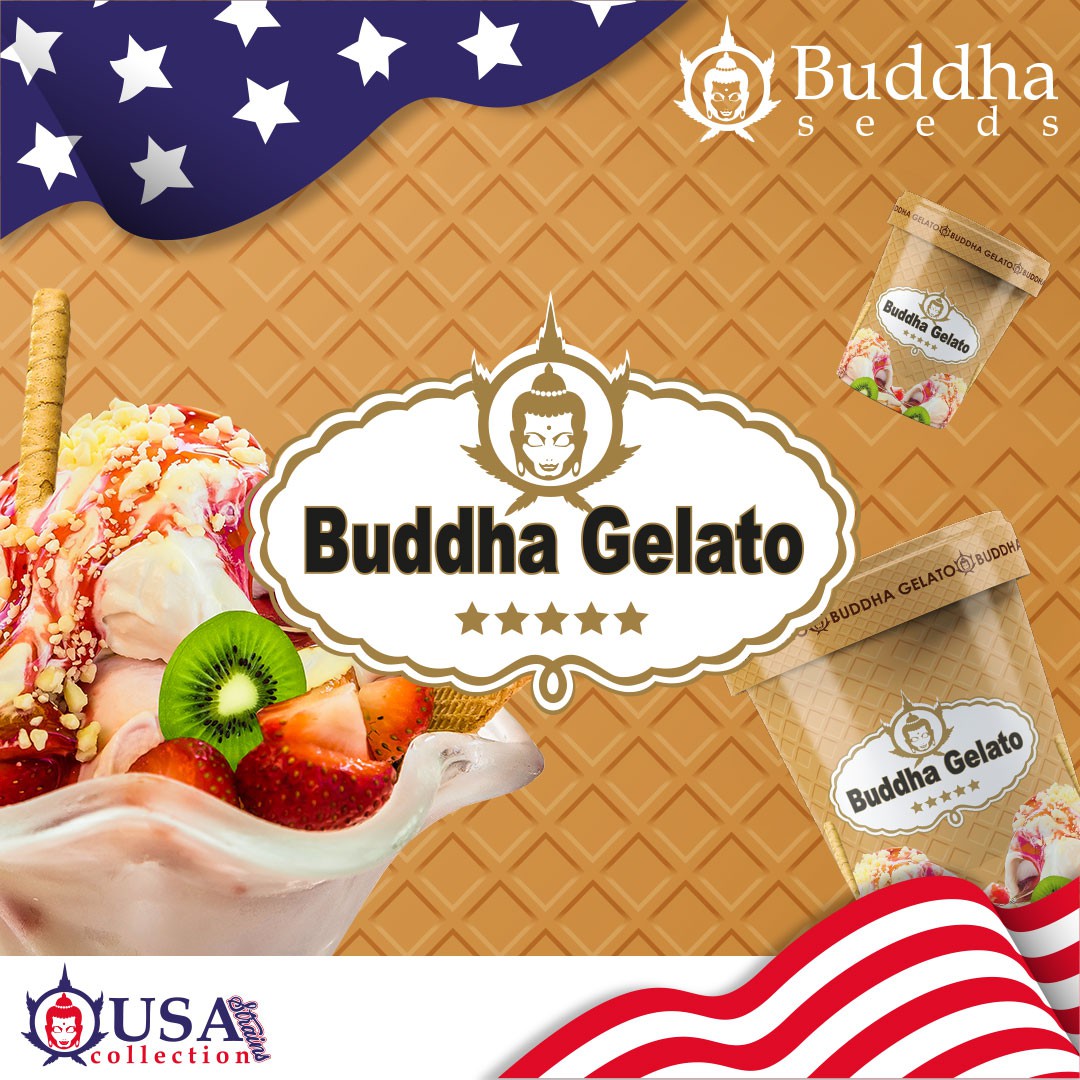 GELATO USA 3+1 - BUDDHA SEEDS-2