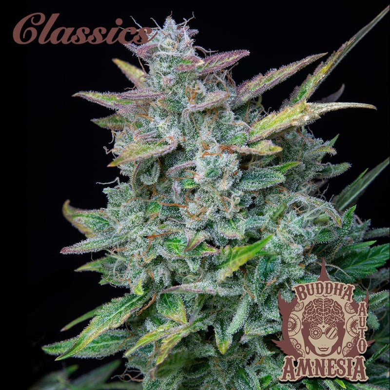 BUDDHA AUTO AMNESIA CLASSICS 3+1 BUDDHA SEEDS-3