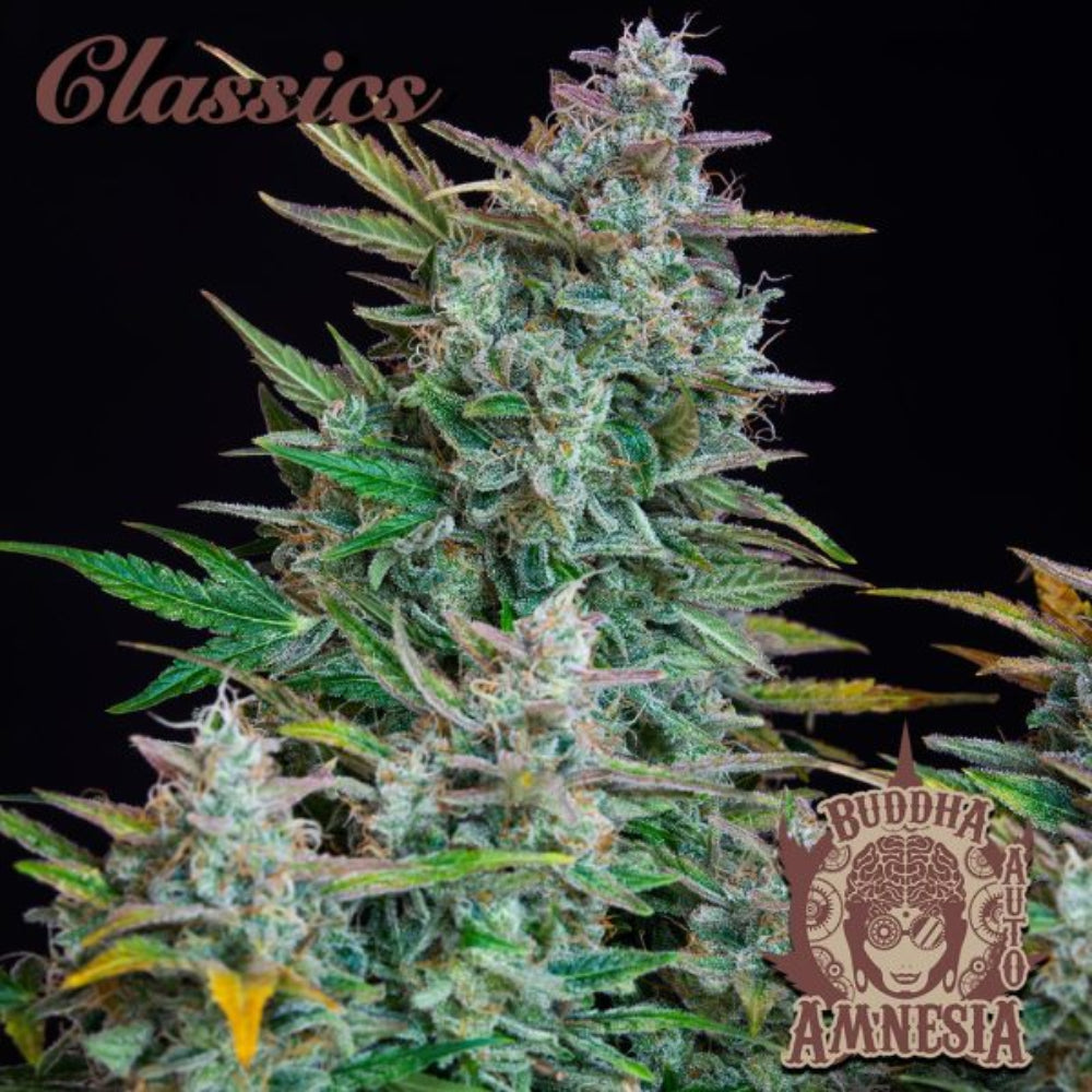 BUDDHA ASSORTED AUTO CLASSICS X10 - BUDDHA SEEDS-3