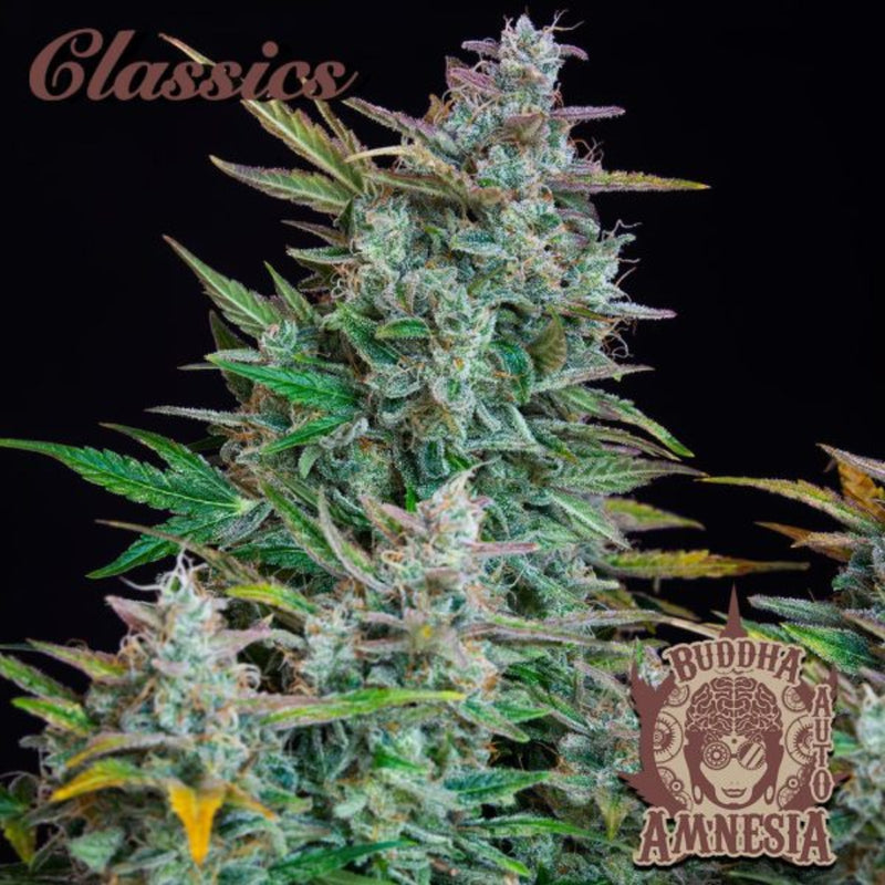 BUDDHA ASSORTED AUTO CLASSICS X10 - BUDDHA SEEDS-3