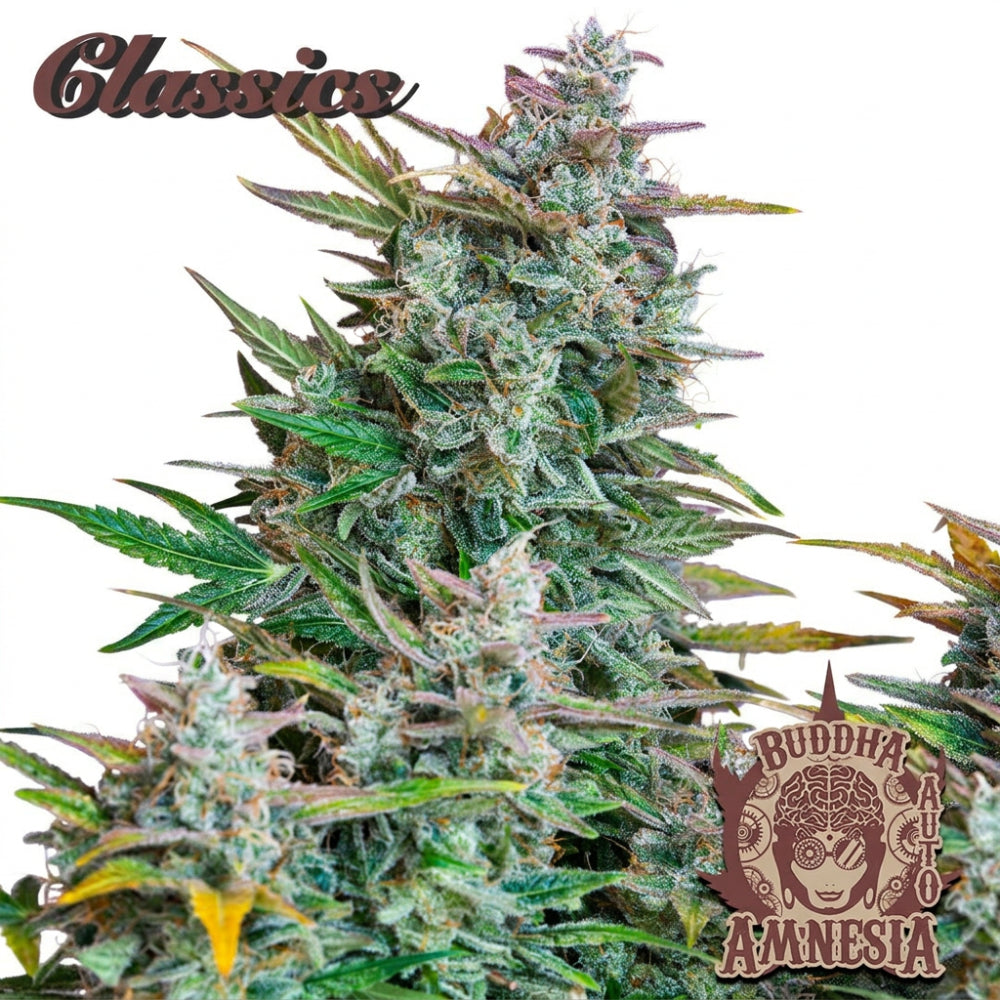 BUDDHA AUTO AMNESIA CLASSICS 3+1 - BUDDHA SEEDS