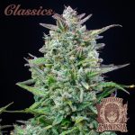 BUDDHA AUTO AMNESIA CLASSICS 3+1 BUDDHA SEEDS-2