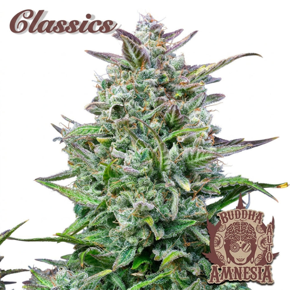 BUDDHA AUTO AMNESIA CLASSICS 3+1 - BUDDHA SEEDS