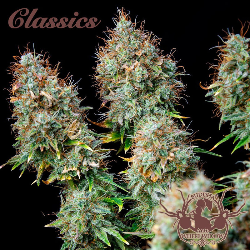 WHITE WIDOW AUTO X3+1 BUDDHA SEEDS-4
