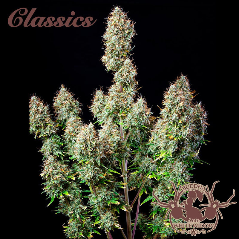 WHITE WIDOW AUTO X3+1 BUDDHA SEEDS-2