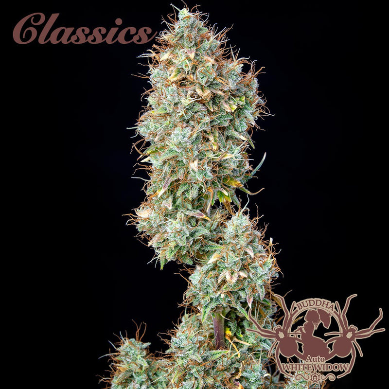 WHITE WIDOW AUTO X3+1 BUDDHA SEEDS-5