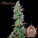 BUDDHA AUTO CRITICAL CLASSICS 3+1 BUDDHA SEEDS-2