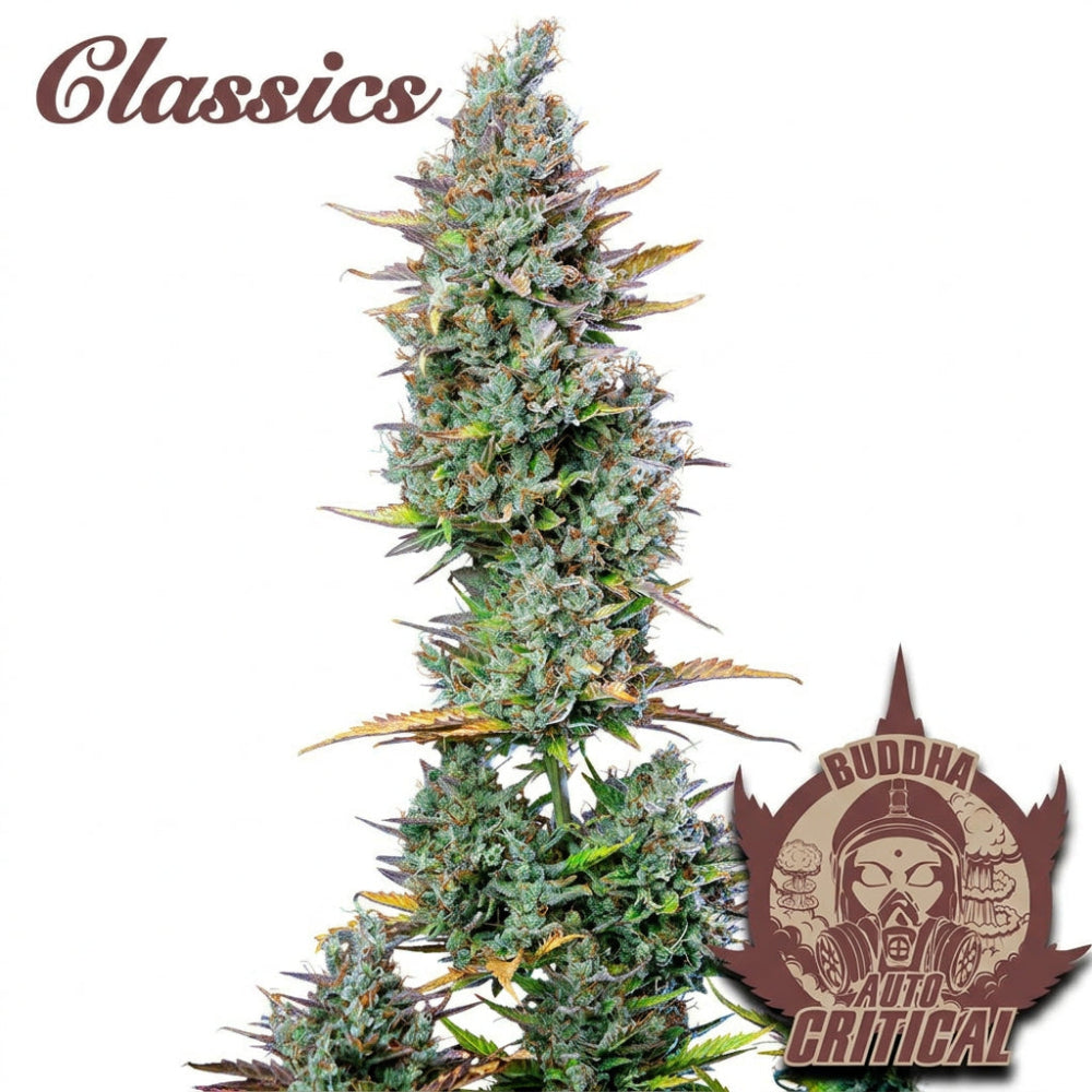 BUDDHA AUTO CRITICAL CLASSICS X3+1 - BUDDHA SEEDS