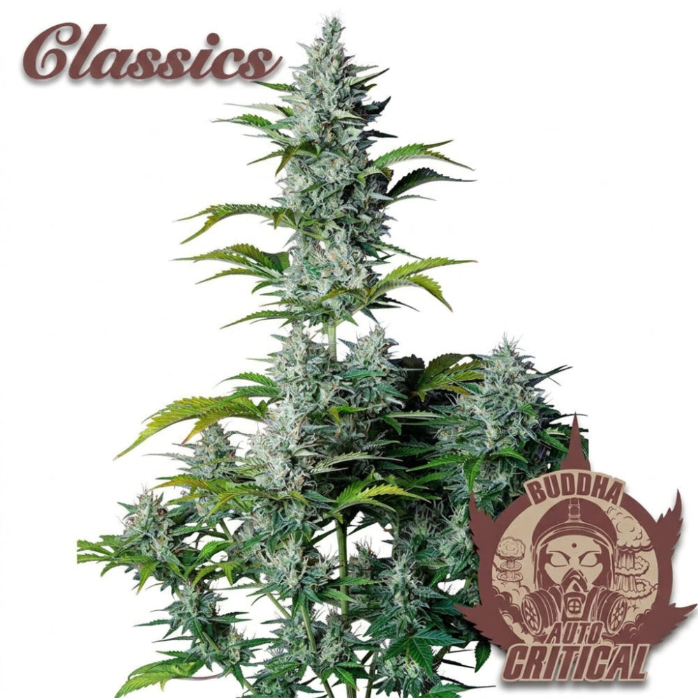 BUDDHA ASSORTED AUTO CLASSICS X10 - BUDDHA SEEDS
