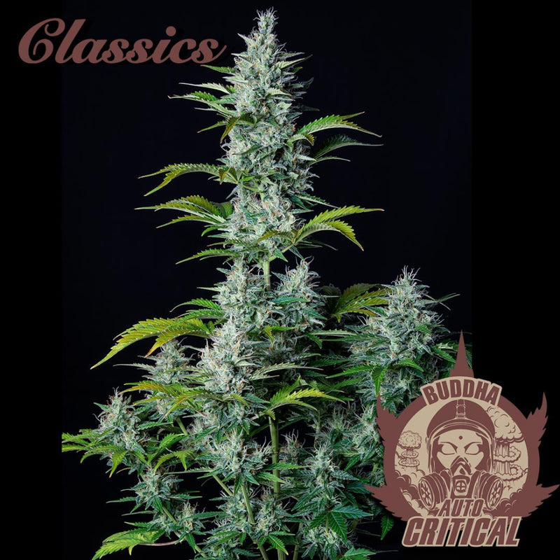 BUDDHA ASSORTED AUTO CLASSICS X10 - BUDDHA SEEDS-2