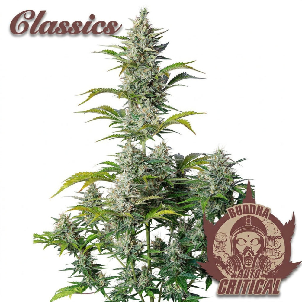 BUDDHA AUTO CRITICAL CLASSICS X3+1 - BUDDHA SEEDS