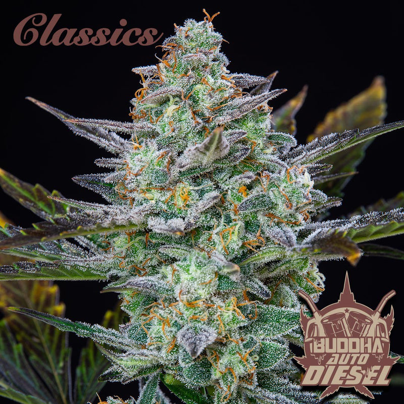 DIESEL AUTO X3 BUDDHA SEEDS-3