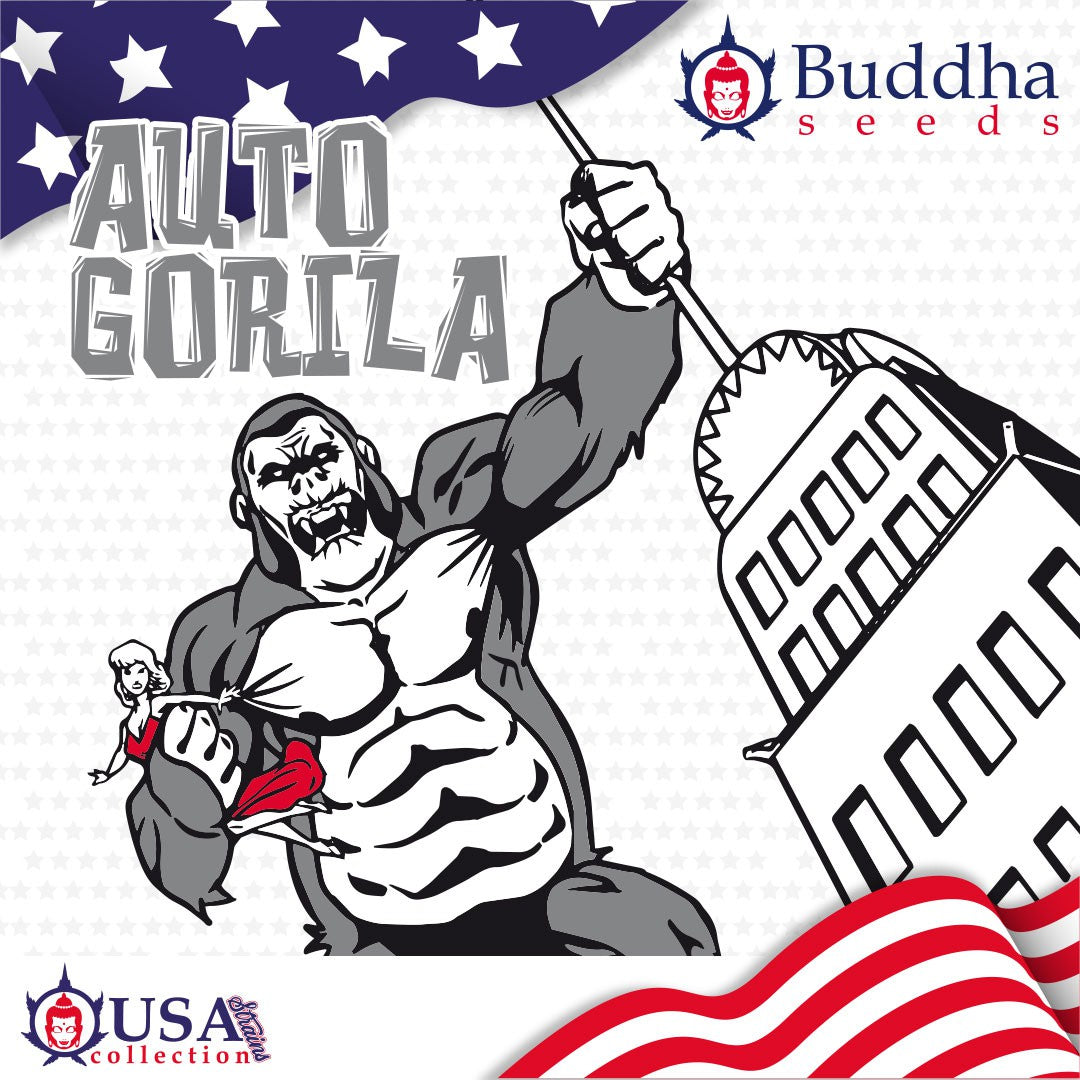 GORILA USA AUTO X3+1 - BUDDHA SEEDS