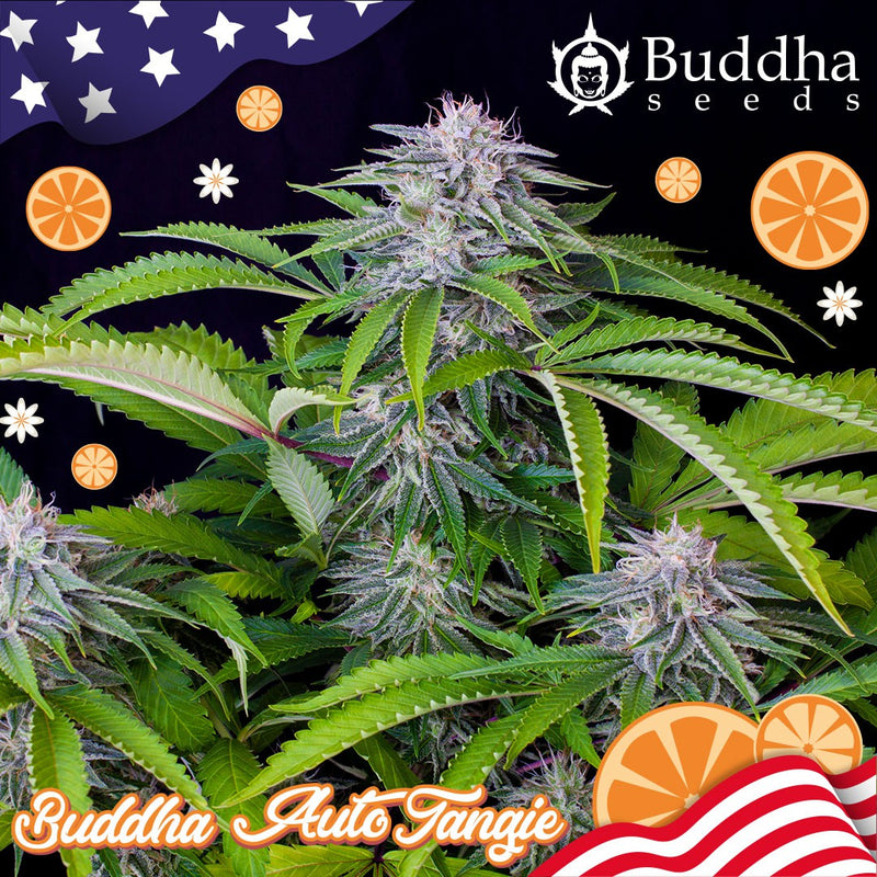 TANGIE AUTO X3 BUDDHA SEEDS-2