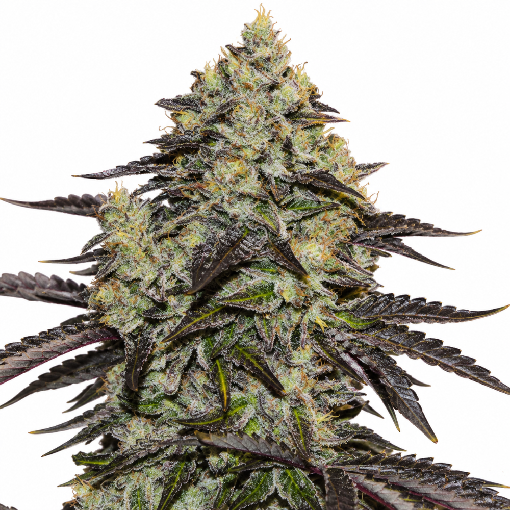 ZINNAPPLE FEM X3+1 - DELICIOUS SEEDS