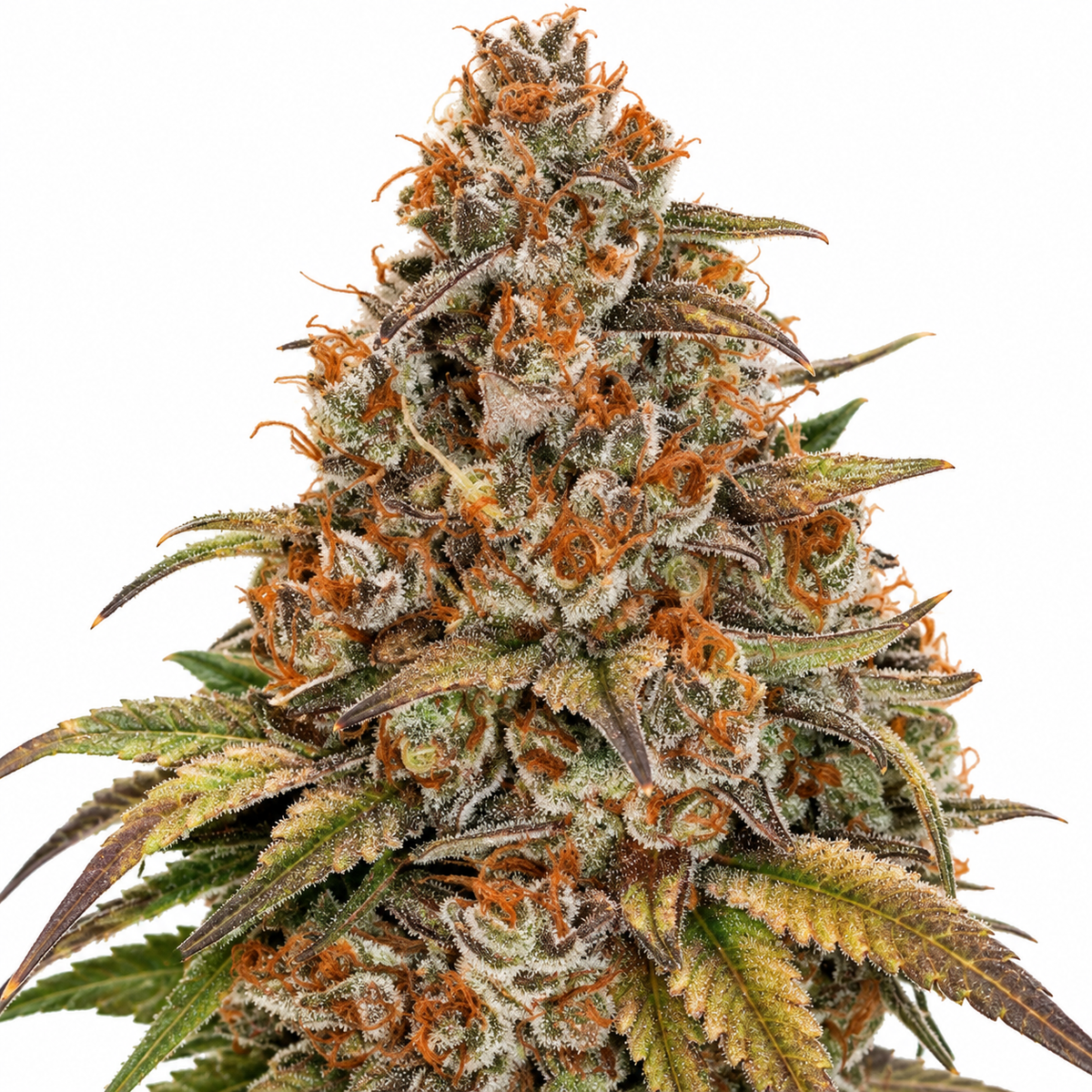 BLACKBERRY GUM AUTO X3 - SEEDSTOCKERS