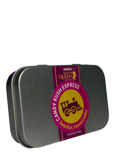 CANDY KUSH EXPRESS FAST X100 ROYAL QUEEN SEEDS-2