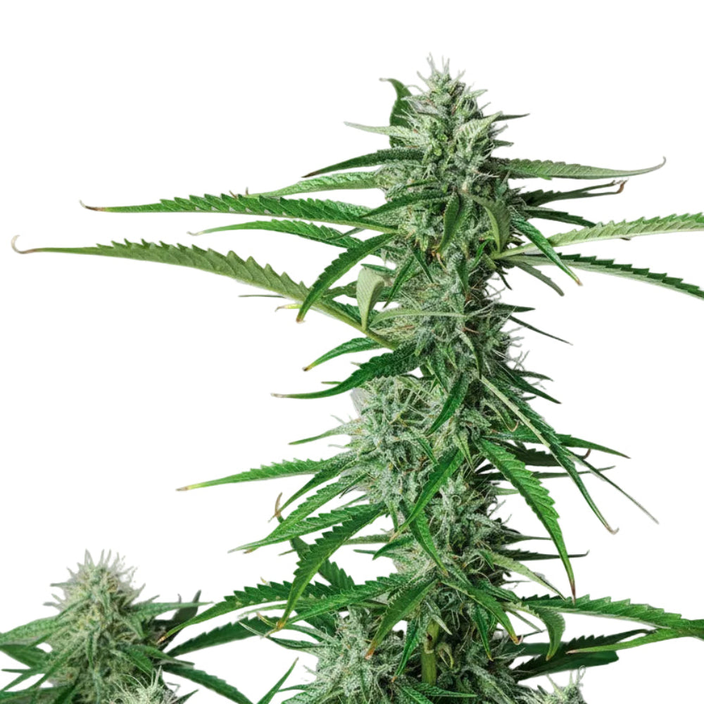 SYRUP AUTO 3+1 - BUDDHA SEEDS-5