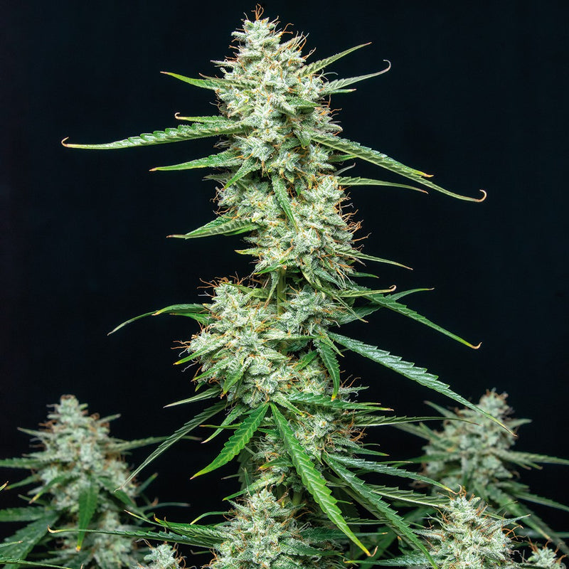 ASSORTED MIX AUTO X10 - BUDDHA SEEDS-2