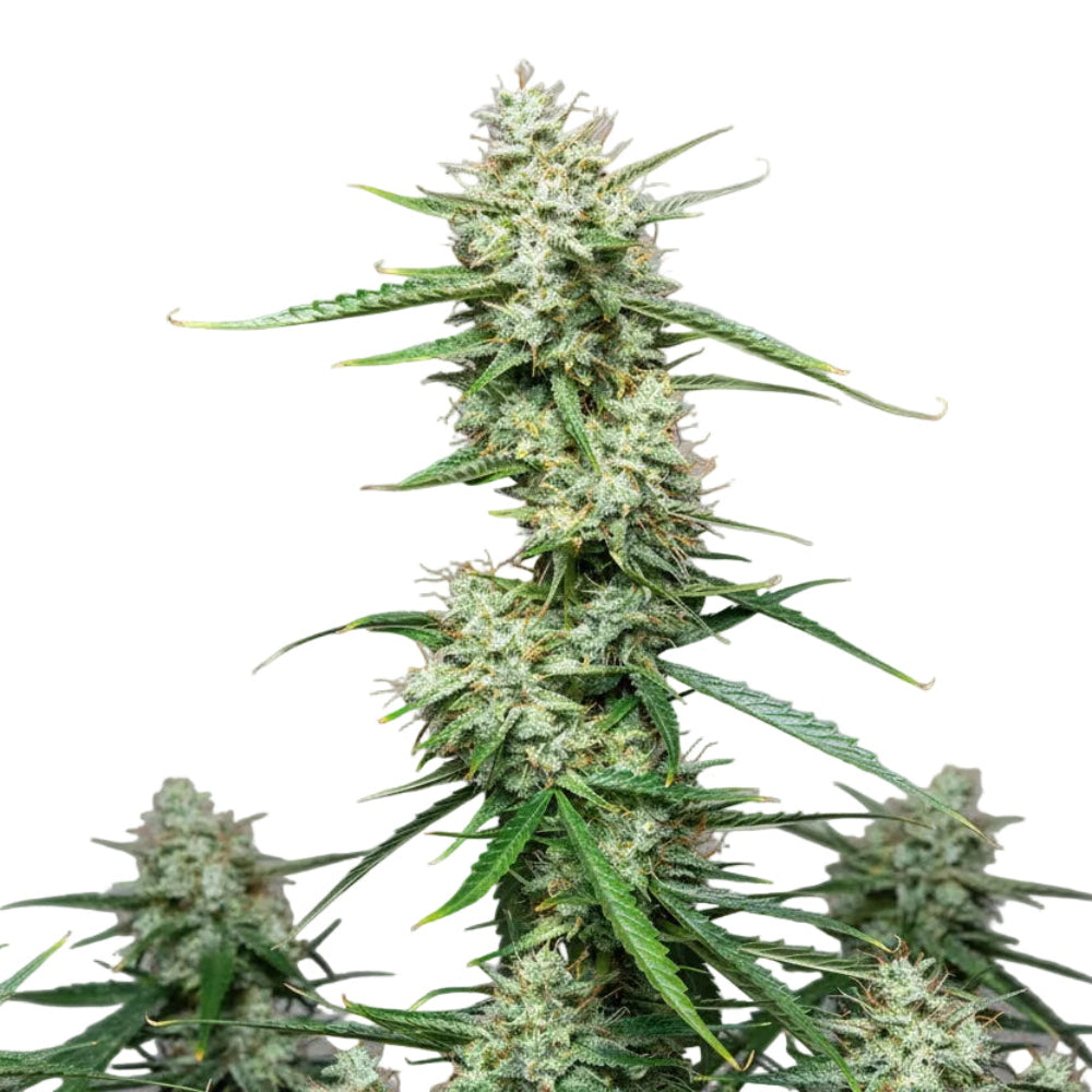 SYRUP AUTO 3+1 - BUDDHA SEEDS