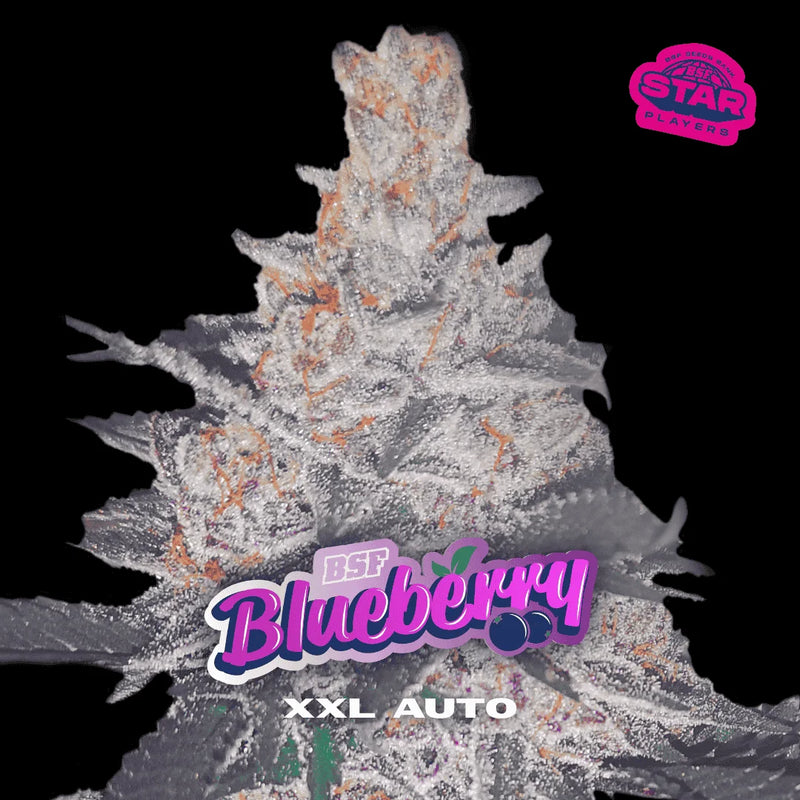 BLUEBERRY XXL AUTO X 12 BSF SEEDS-1
