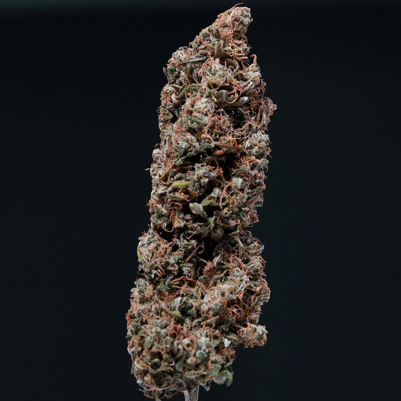 WHITE DWARF AUTO X3 BUDDHA SEEDS-3