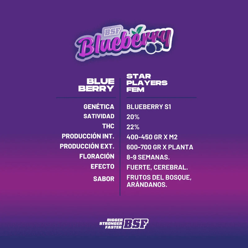 BLUEBERRY FEM X4 BSF SEEDS-3