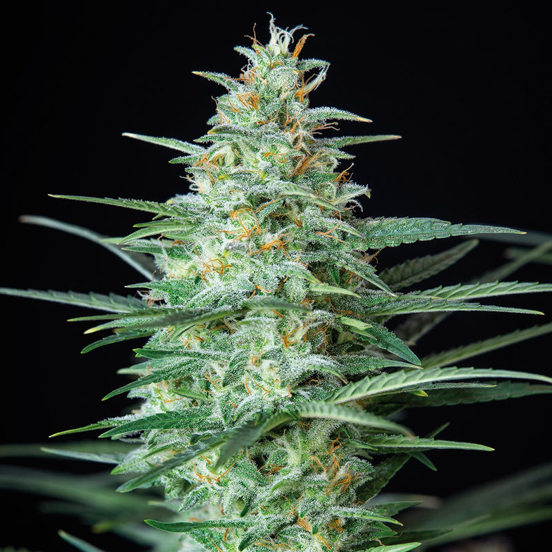 ASSORTED MIX AUTO X10 - BUDDHA SEEDS-3