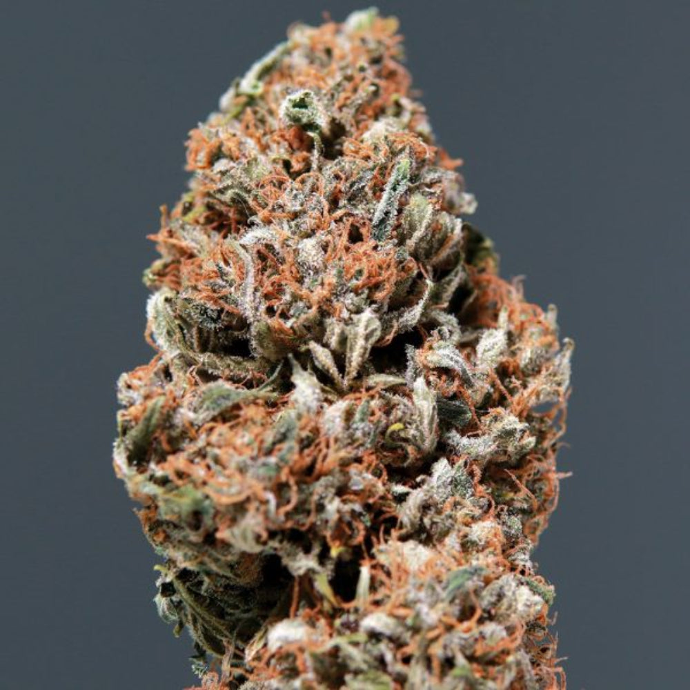 MEDIKIT AUTO 3+1 - BUDDHA SEEDS-3