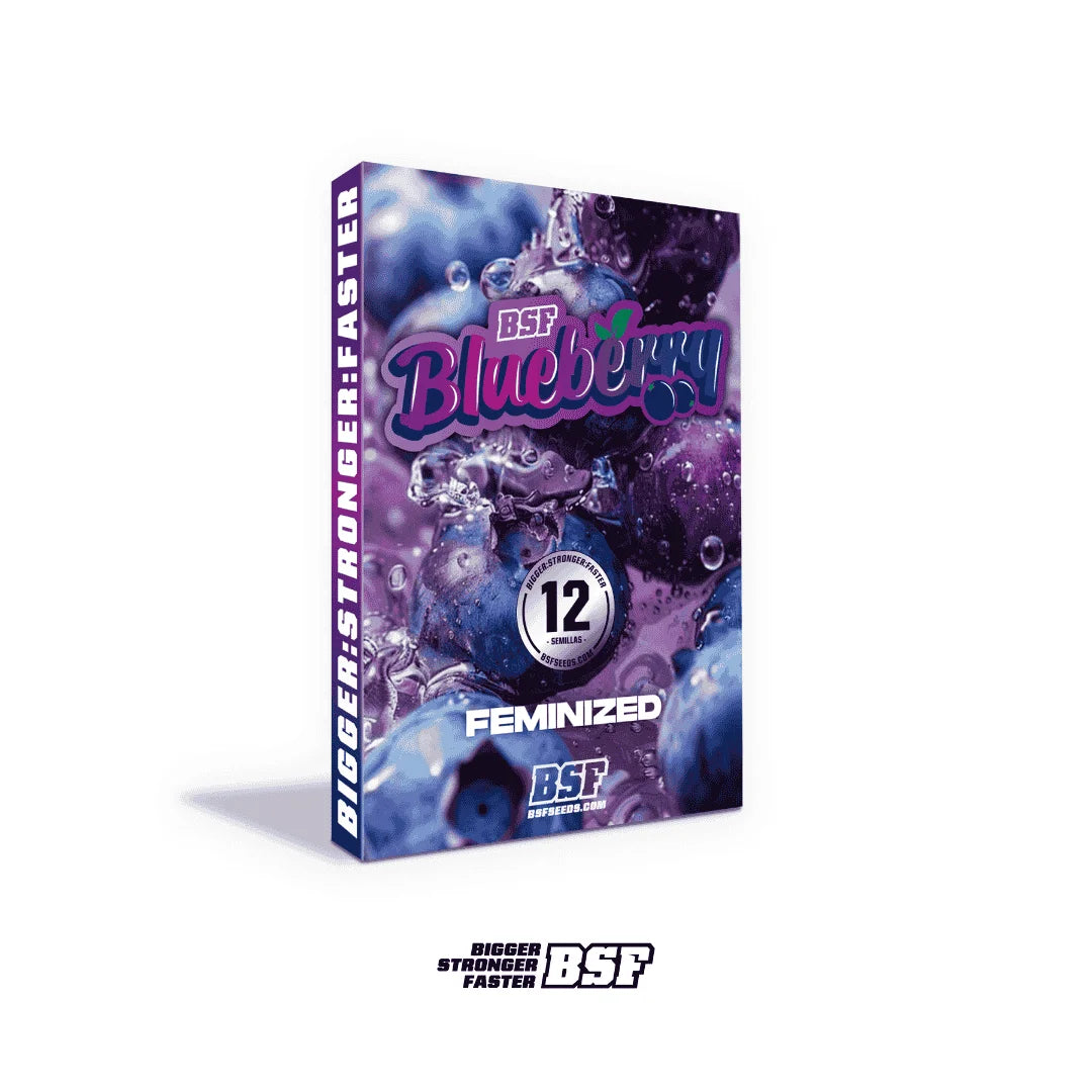 BLUEBERRY FEM X12 BSF SEEDS