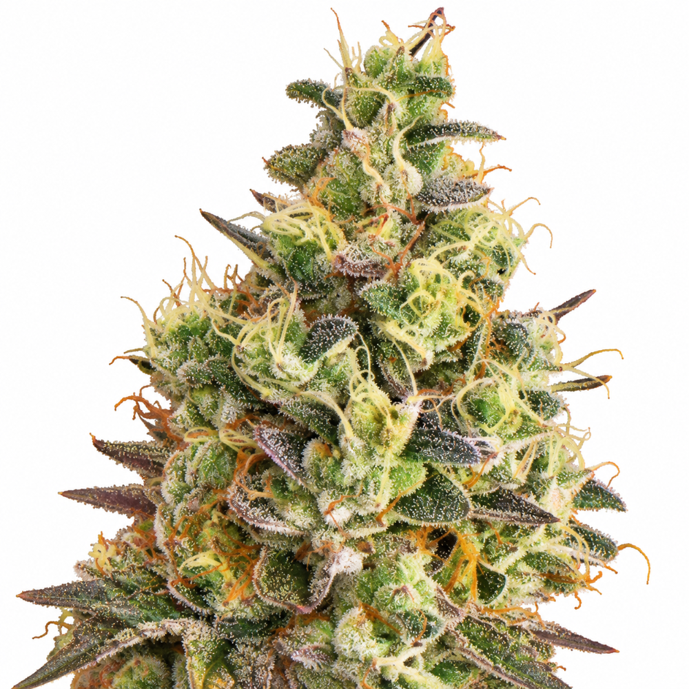 MACK Y CRACK AUTO X3 - SEEDSTOCKERS