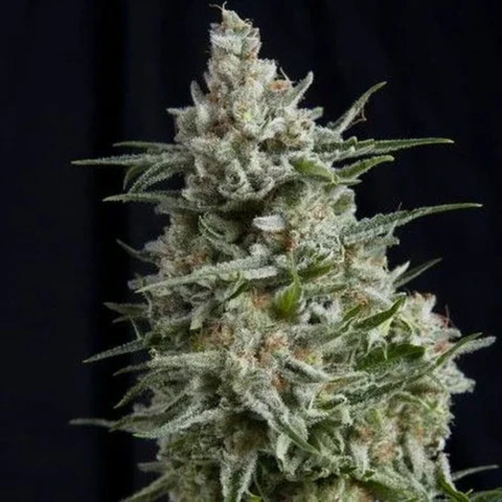 RAMSES FEM X3+1 - PYRAMID SEEDS