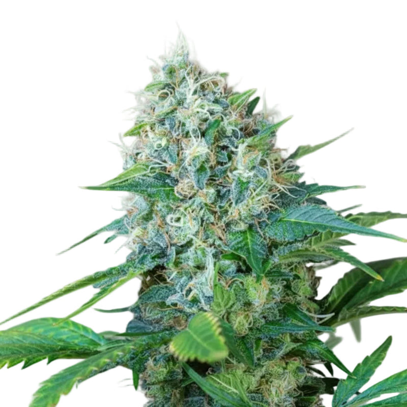 GREEN POISON-1