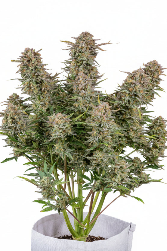 BRUCE BANNER AUTO - GRANELSEEDS-3