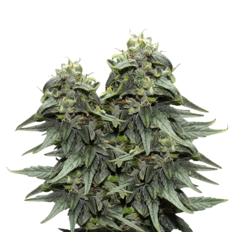 VIAGGRA GRANELSEEDS-3