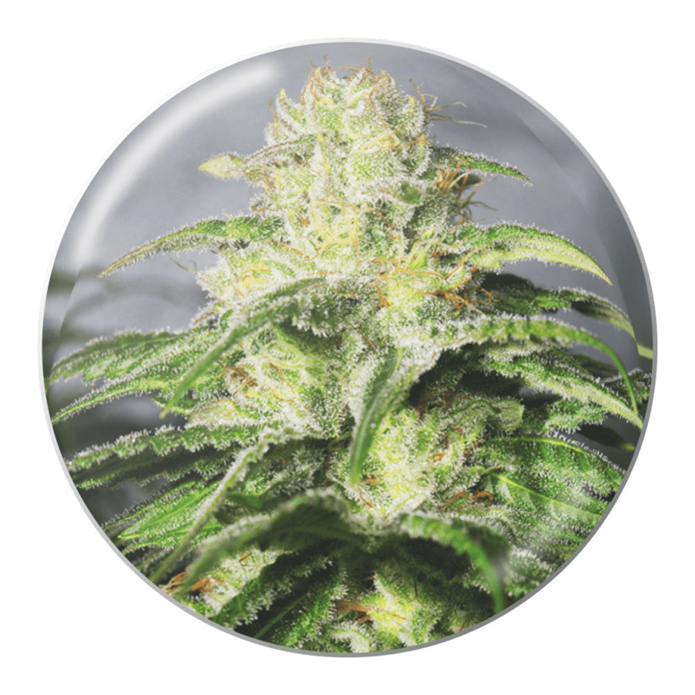 OG KUSH CBD FEM  X3 MEDICAL SEEDS