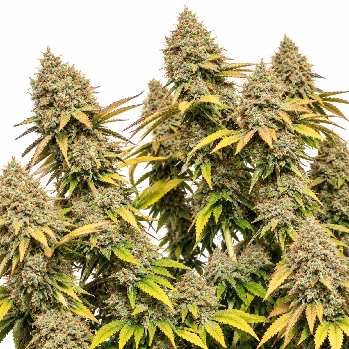 RUCU CUCU OG AUTO X3 - SEEDSTOCKERS