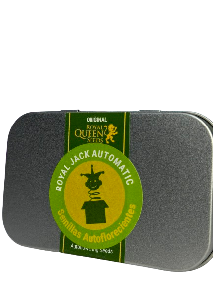 ROYAL JACK AUTO X100 ROYAL QUEEN SEEDS-2
