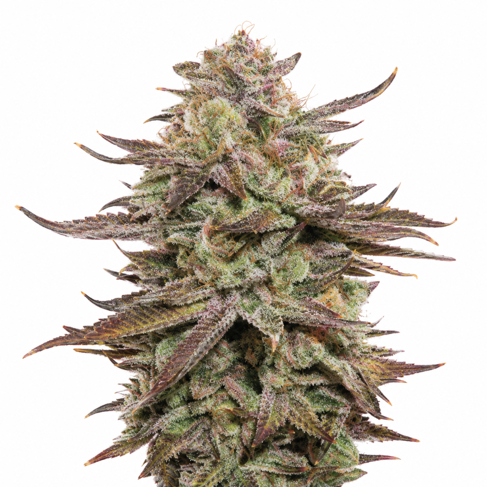 STICKY FINGERS AUTO X3 - SEEDSTOCKERS-1