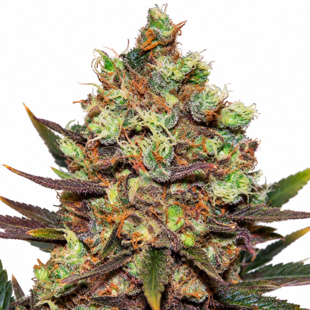 COTTON CANDY KUSH FEM X3+1 - DELICIOUS SEEDS