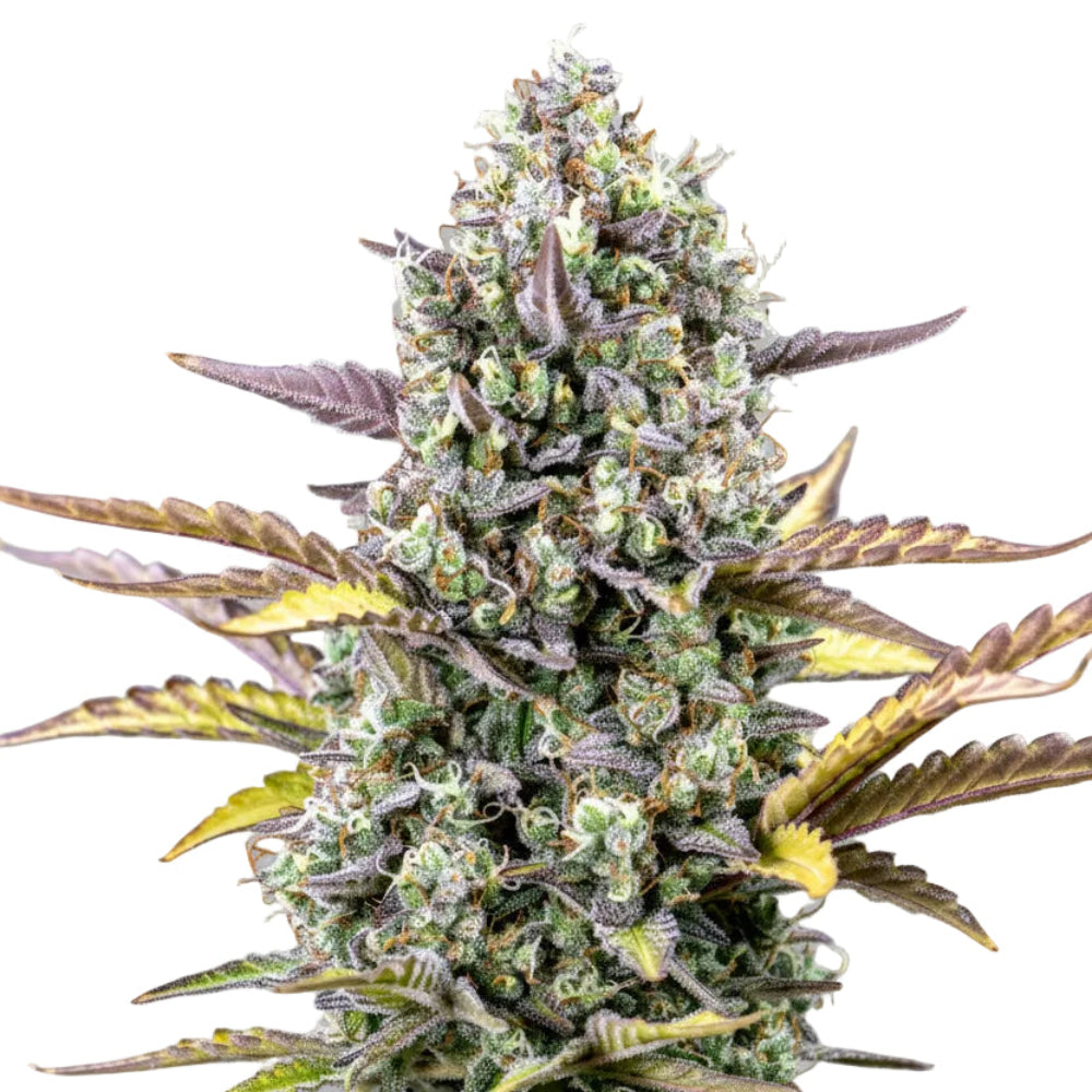 WEDDING CHEESE CAKE AUTO