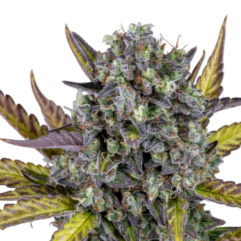 WEDDING CHEESE CAKE AUTO-3
