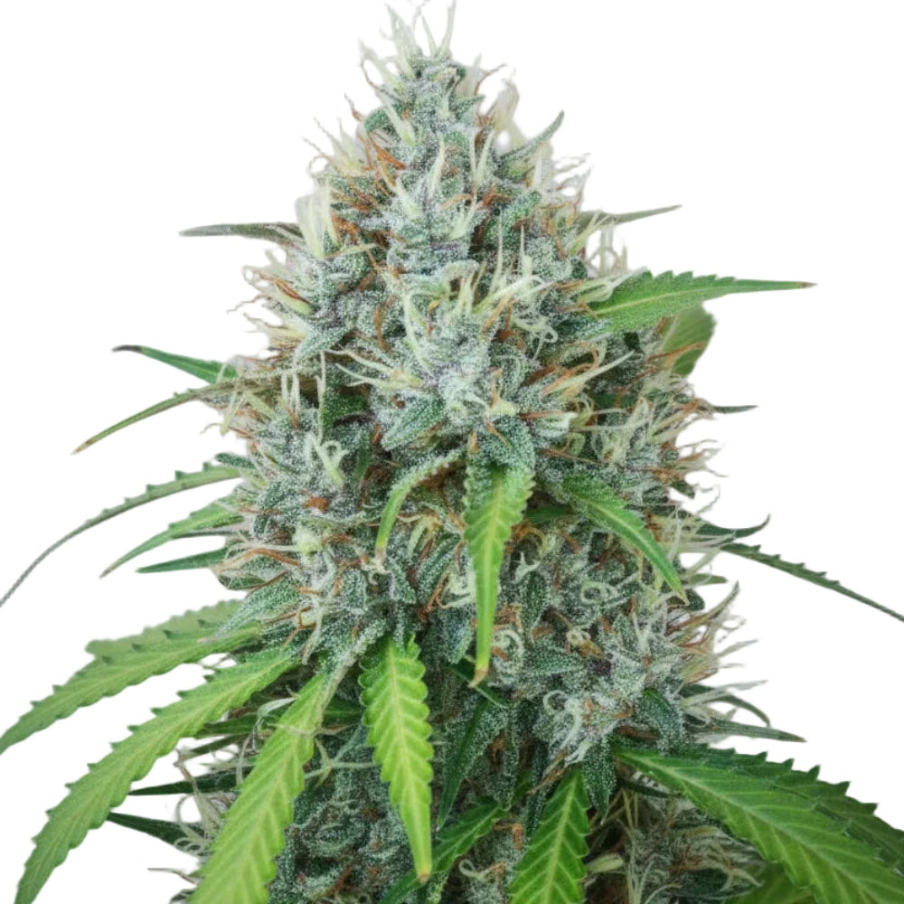 PAPAYA FAST GRANELSEEDS