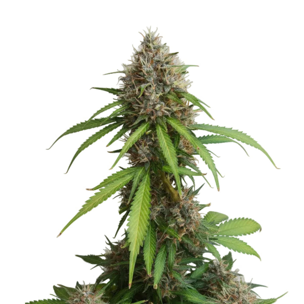 PAPAYA FAST GRANELSEEDS-3
