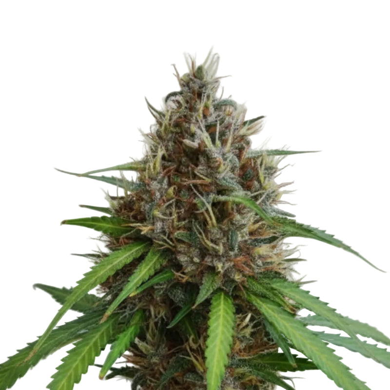 PAPAYA FAST GRANELSEEDS-4