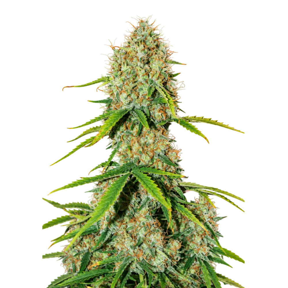 BROOKLYN SUNRISE AUTO X3 - DUTCH PASSION