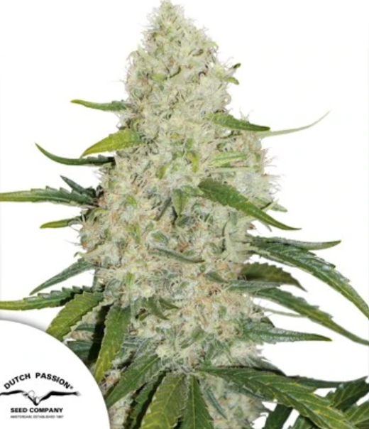 AUTO THINK BIG X3 DUTCH PASSION