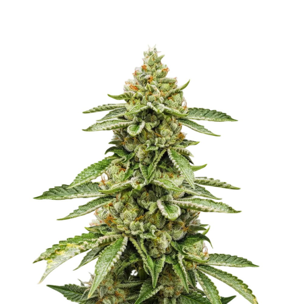 GHOST AUTO