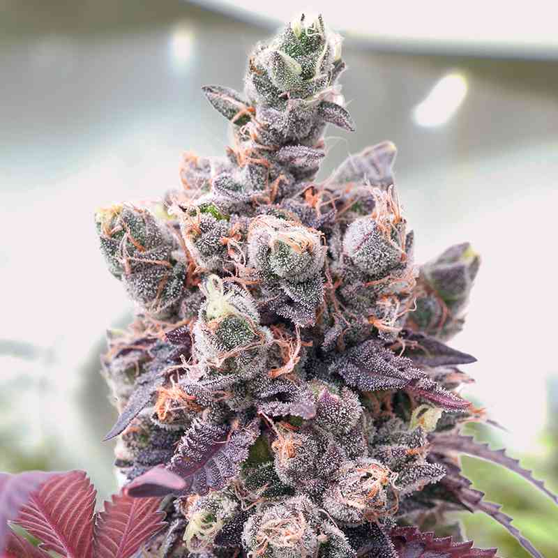RED CRITICAL AUTO X2 BSF SEEDS-3